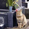 猫写真　墓地ネコ