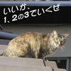 猫写真　123で行くぜ