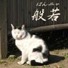 猫写真　般若