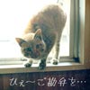 猫写真　ご勘弁を