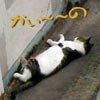 猫写真　かぃーの