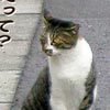 猫写真　聞き捨てならねえ