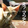 猫写真　まじ？