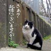 猫写真　記憶にありません