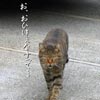 猫写真　おひかえなすって