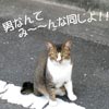 猫写真　男なんておんなじよ