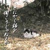 猫写真　話を聞こうじゃねえか