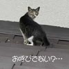 猫写真　お呼びでない？