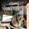 猫写真　落語猫