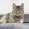 猫写真　本当にそれでいいのか？