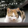 猫写真　酒に弱くなったなぁ