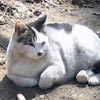 猫写真　バカな政治家ばかり