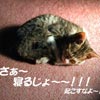 猫写真　寝るじょー