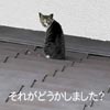 猫写真　それがなにか？