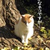 猫写真　ふつつかな猫ですが