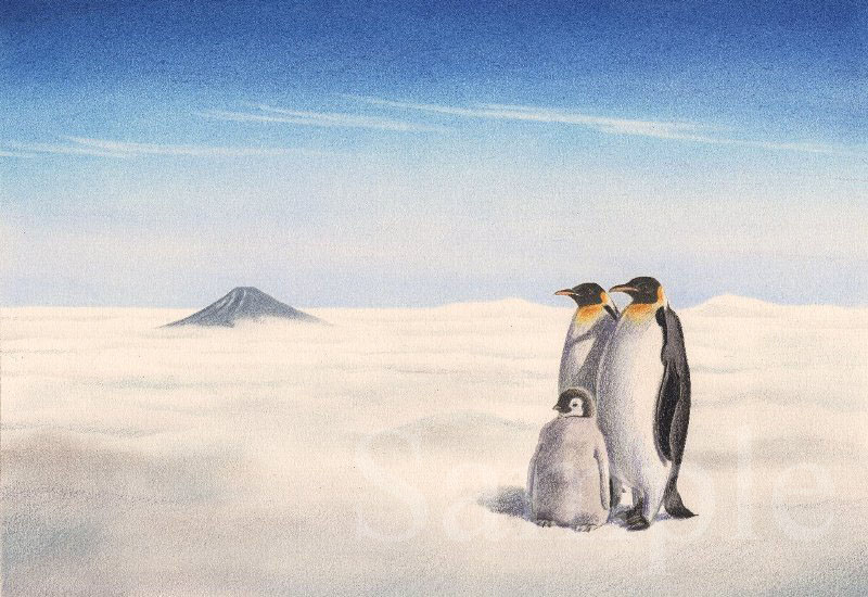 『記念写真』　～空飛ぶペンギン　３～　イラスト　色鉛筆