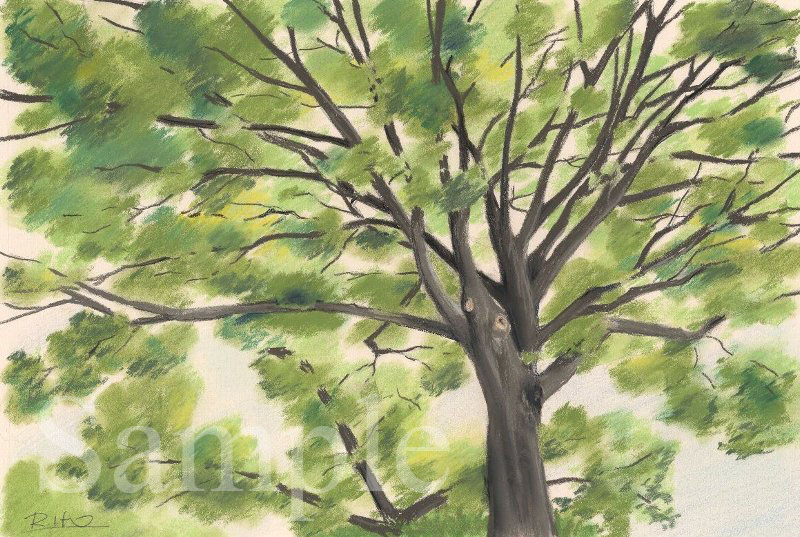 大きな木の下で　《世田谷区新町・善養院》　イラスト　パステル