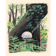 紫陽花《パステル》(29.5cm×39cm)世田谷の羽根木公園の林の中で見かけました。倒れかかってる木の感じといい、なんか味があった。
