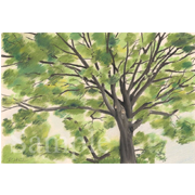 大きな木の下で《世田谷区新町・善養院》《パステル》(64.5cm×46cm)自転車で前の道を通りかかったら、とても気持ちよさそうな大木が頭上横にありました。