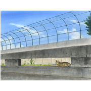 静けさや‥《パステル＋色鉛筆》(26cm×34cm)今は作り替えられていると思いますが、世田谷の駒沢オリンピック記念公園南側のテニスの壁打ち場あたりにいた猫です。もっとざっくりと描きたかったのですがリアルに描きすぎた感も。