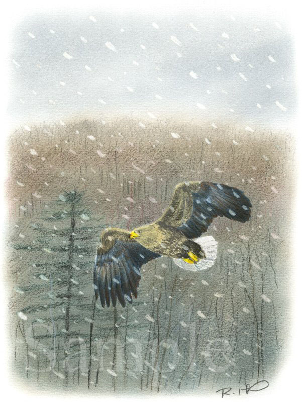 色鉛筆画　イラスト　オジロワシ　北海道　雪　鳥