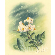 馬鈴薯の花《色鉛筆》(15.5cm×18.5cm)馬鈴薯というのはジャガイモですね。ジャガイモの花を見たことのある人はあまりいないでしょう。ところがこんなに綺麗なんです。北海道の北部で見ました。