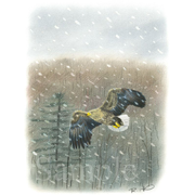 オジロワシ《色鉛筆》(20.5cm×26.5cm)2014年1月に、釧路へタンチョウヅルを見にいったときの光景です。冬に丹頂鶴が簡単に見られる場所は数カ所あるのですが、これは釧路・タンチョウの里です。エサの時間になると、タンチョウの他にオジロワシやトビ、エゾシカまで現れます。