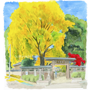 下北沢のお寺・森厳寺《透明水彩》(23cm×25.5cm)世田谷区代沢3丁目にあるお寺の森厳寺。11月には鮮やかな銀杏で彩られます。幼稚園も併設されています。