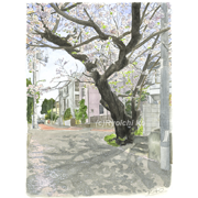 代沢5丁目の桜の老木《透明水彩》(25.2cm×33.3cm)鎌倉通り（旧鎌倉街道）の小田急線の踏切があったすぐ近くにある古い桜の木。老木で通り沿いにあることもあって、以前、撤去の対象になったが、小学生たちの誓願で守られた経緯もあります。春になると今でも満開を楽しませてくれます。この木の後ろ、絵では右側に小さいアパートが接近して建てられていますが、かろうじて桜の木は守られました。