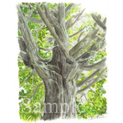 為朝神社のイチョウの木・新島《透明水彩》(19.5cm×25cm)2012年夏に訪れた新島で。古いイチョウの木が生き生きとしていました。