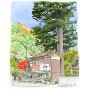奥多摩の青果店（東京都西多摩郡）水彩画（255mm×316mm）秋に紅葉を愛でに奥多摩へ行った際、道沿いに立派な木の下にあった青果店。木とお店が一体化していました。実際はこのアングルでは木の前に大きな電柱があります。
