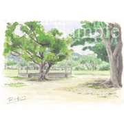 沖縄・石垣島の学校校庭《透明水彩》(32.5cm×22.5cm)沖縄・石垣島を車で走っている途中で見かけた校庭でした。バックネットの木が、校庭の守り神のようだった。 