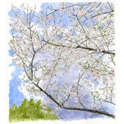 「春疾風（はるはやて）来る」透明水彩（300mm×330mm）普通に「葉桜が綺麗」でも良いのですが、それだとありきたりすぎるなと思い＾＾