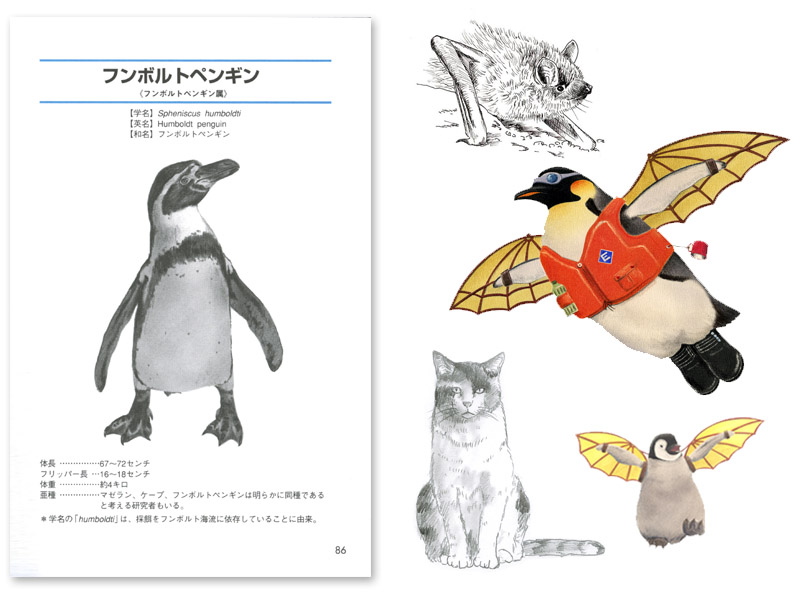 下北沢イラスト制作所　いとう良一　イラスト　手描き　鳥　ネコ　ペンギン　コウモリ　鉛筆　色鉛筆　カンムリウミスズメ