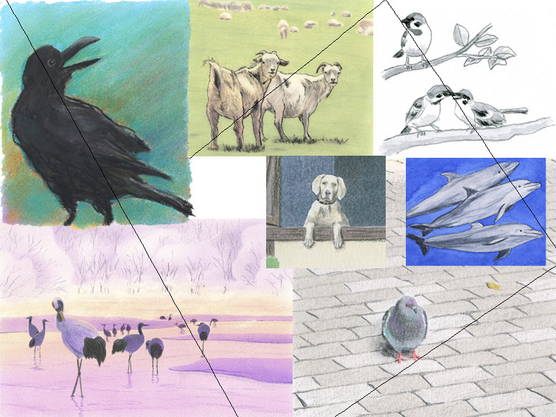 下北沢イラスト制作所　いとう良一　イラスト　手描き　鳥　カラス　雀　山羊　犬　イルカ　鳩　 色鉛筆　カンムリウミスズメ