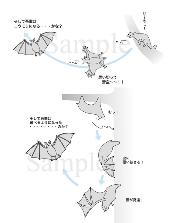 コウモリの進化と飛翔能力獲得説　イラスト