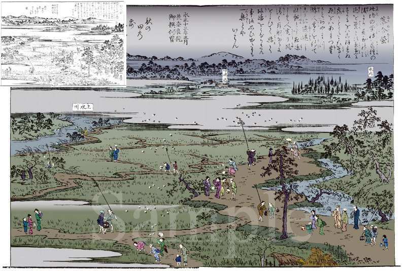 落合（現在の新宿区早稲田）の蛍（線画は『江戸名所花暦』より）《adobe Illustrator CS5 にて着彩》