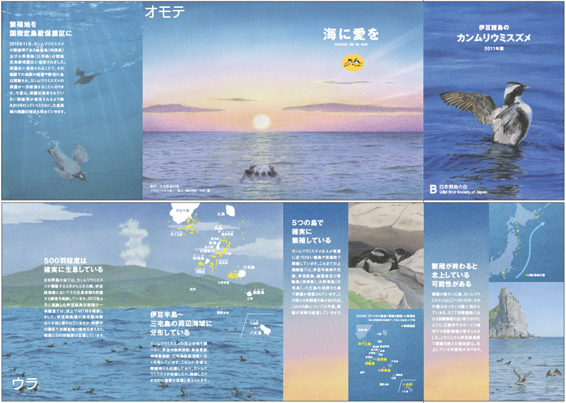 絶滅危惧種　カンムリウミスズメ　リーフレット　日本野鳥の会　新島