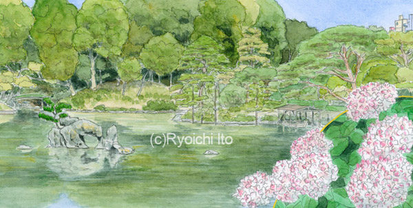 第2392回東京都宝くじ《透明水彩》（原画：28.2cm×14.2cm） 六義園とあじさいの紅まりを描きました。