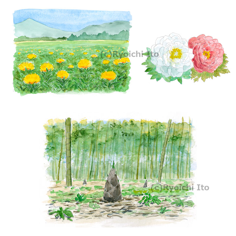 イラスト 透明水彩 季節を楽しむ七十二候カレンダー 5月 下北沢イラスト制作所 手描きのイラスト いとう良一