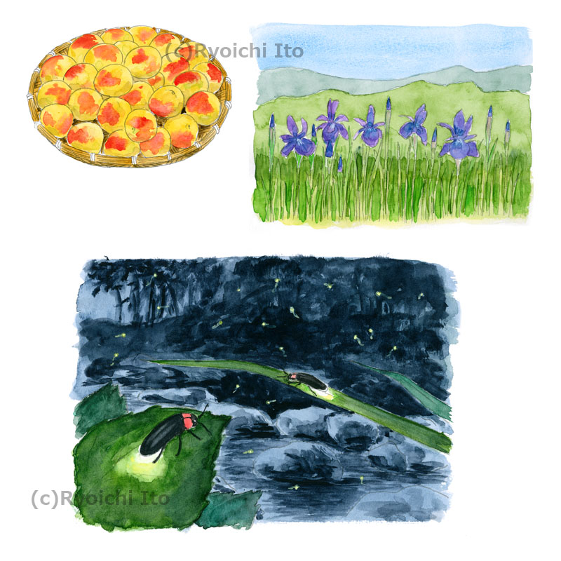 イラスト 透明水彩 季節を楽しむ七十二候カレンダー 6月 下北沢イラスト制作所 手描きのイラスト いとう良一 イラスト 透明水彩 季節を楽しむ七十二候カレンダー 6月 下北沢イラスト制作所 手描きのイラスト いとう良一