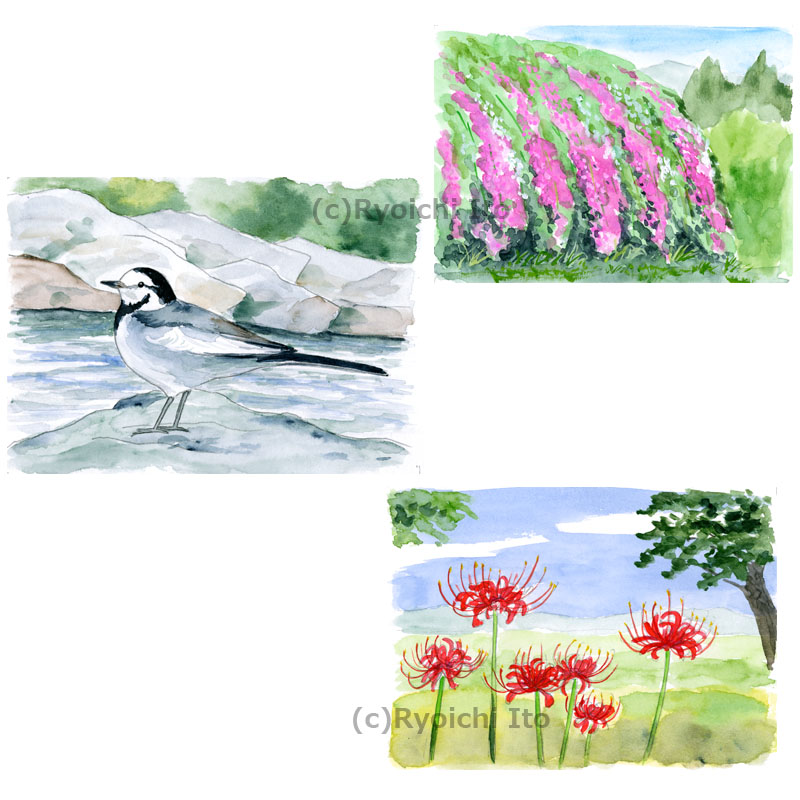 イラスト　透明水彩　「季節を楽しむ七十二候カレンダー」セキレイ・萩・彼岸花