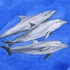 「イルカのねむり方」《透明水彩》(6.3cm×6.3cm)幸島司郎氏の文章の表題挿画