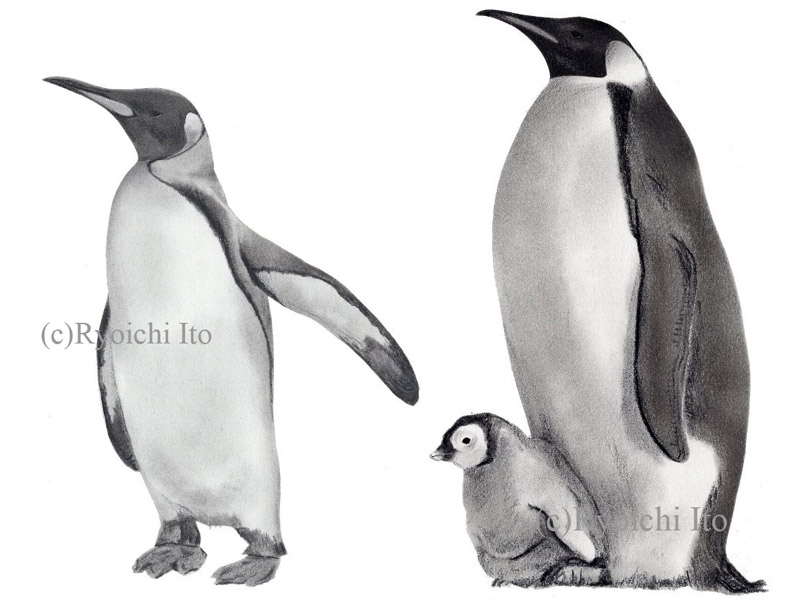 いとう良一著　やっぱりペンギンは飛んでいる!!　技術評論社　ペンギン解説本　ペンギンの分類　エンペラーペンギン　キングペンギン　色鉛筆画　イラスト