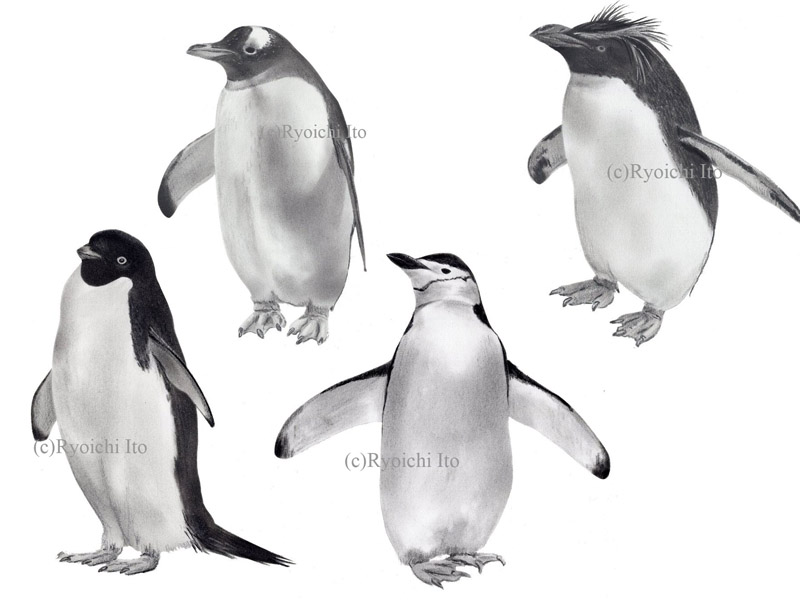 いとう良一著　やっぱりペンギンは飛んでいる!!　技術評論社　ペンギン解説本　ペンギンの分類　アデリーペンギン　ジェンツーペンギン　ヒゲペンギン　イワトビペンギン　色鉛筆画　イラスト