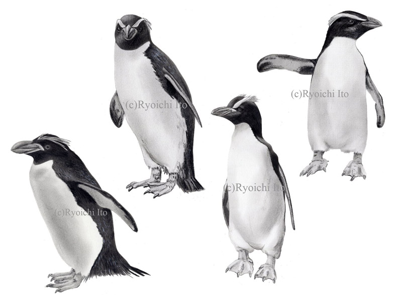 いとう良一著　やっぱりペンギンは飛んでいる!!　技術評論社　ペンギン解説本　ペンギンの分類　ロイヤルペンギン　スネアーズ　シュレーターペンギン　フィヨルドランドペンギン　色鉛筆画　イラスト