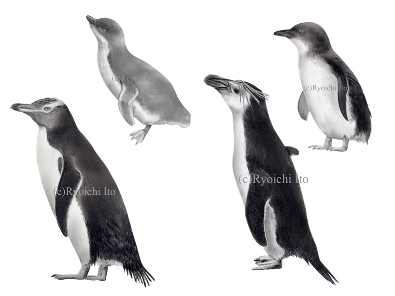 いとう良一著　やっぱりペンギンは飛んでいる!!　技術評論社　ペンギン解説本　ペンギンの分類　キガシラペンギン　ハネジロペンギン　ロイヤルペンギン　コガタペンギン　色鉛筆画　イラスト