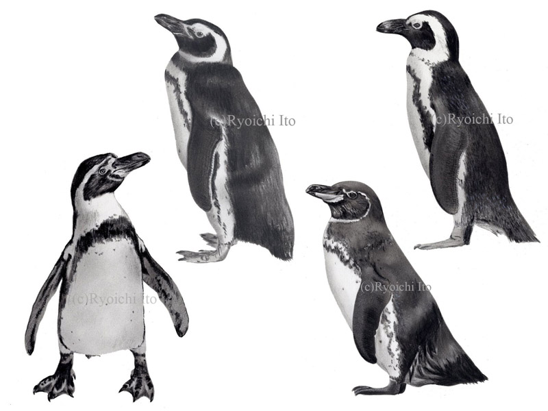 いとう良一著　やっぱりペンギンは飛んでいる!!　技術評論社　ペンギン解説本　ペンギンの分類　フンボルトペンギン　マゼランペンギン　ガラパゴスペンギン　ケープペンギン　色鉛筆画　イラスト