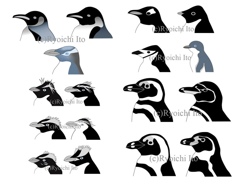 いとう良一著　やっぱりペンギンは飛んでいる!!　技術評論社　ペンギン解説本　ペンギンの分類　ペンギンの見分け方　デジタル描画　イラスト