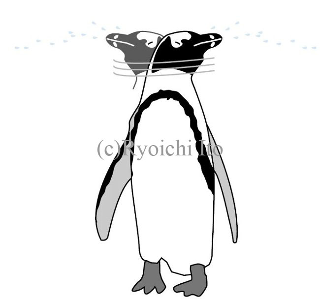 イラスト　『やっぱりペンギンは飛んでいる!!』　塩類腺から塩水を出す